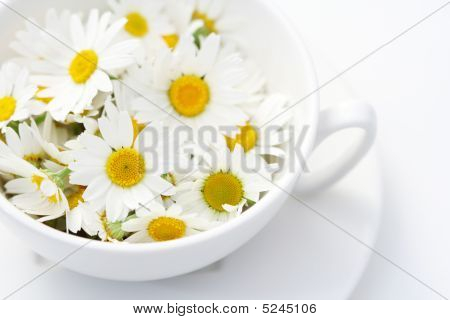 Camomille te