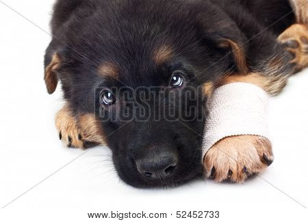 Puppy german shepherd dog with bandage on a white background.