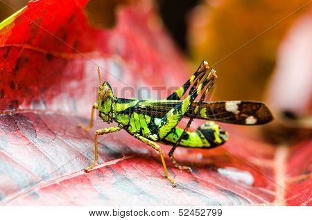 Grasshopper