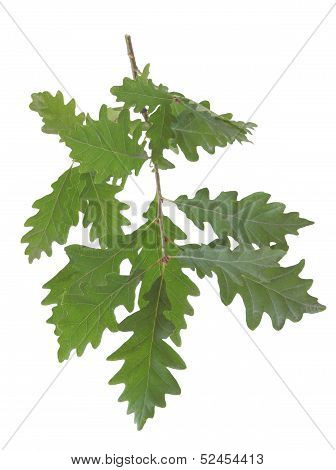twig of sessile oak tree with green leaves