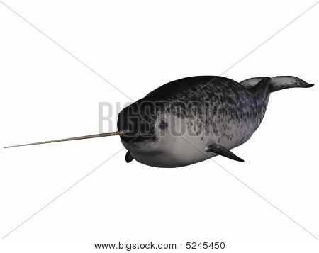 Narwal