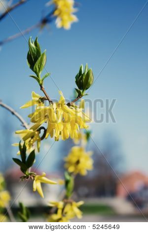 Forsythia