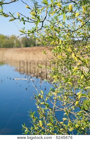 Foråret blomstrer i nærheden af en sø