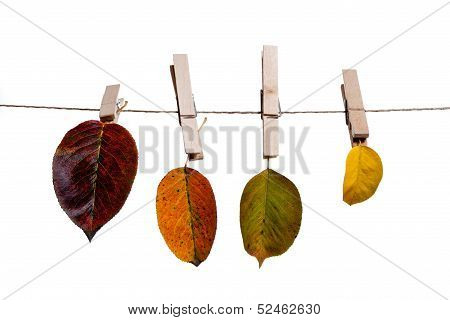 Autumn leafs