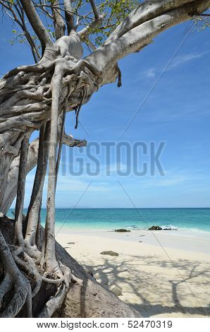 Tropical Tree Island Bamboo Island