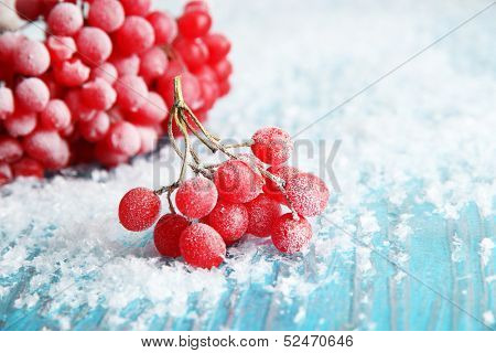 Red berries of viburnum with ice crystals, on blue background
