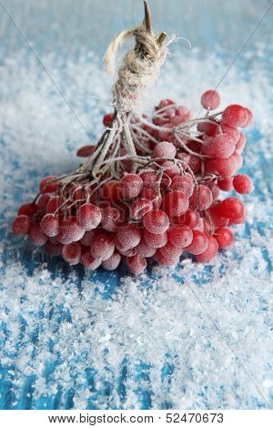 Red berries of viburnum with ice crystals, on blue background