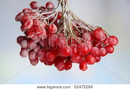 Red berries of viburnum with ice crystals, on light background