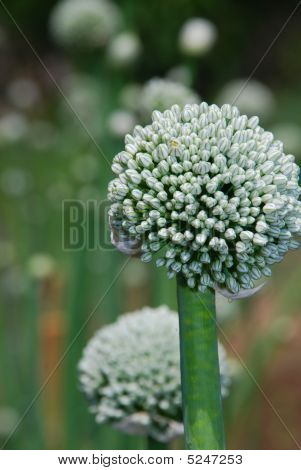 Cipolla Seed3