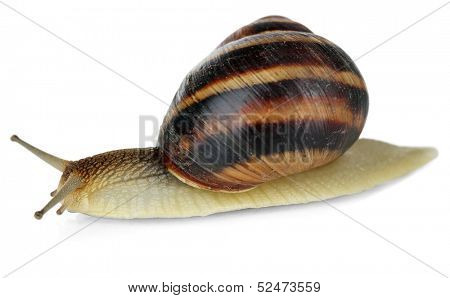 Snail isolated on white