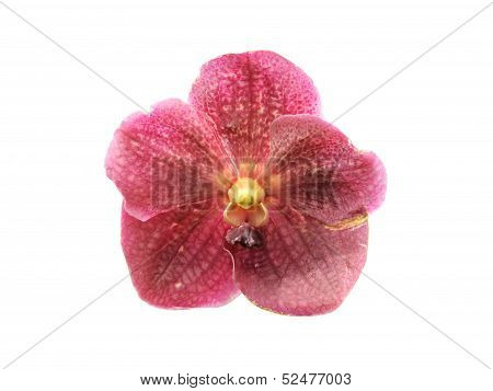 Vanda Orchid Flowers Isolated
