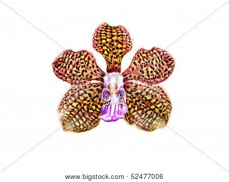 Vanda Orchid Flowers Isolated
