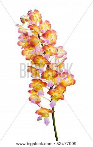 Orchid Flowers Isolated
