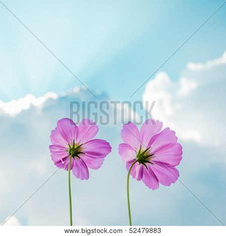 Two Cosmos Flowers On Sky And Cloud