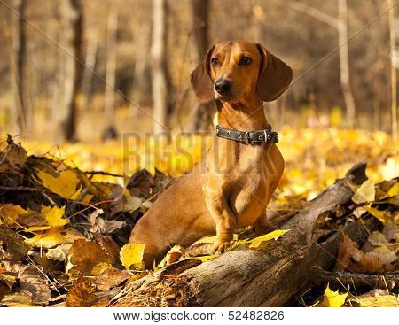 dachshund on autumn forest with leaves