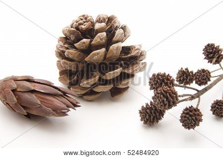 Pine plugs