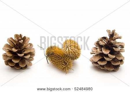 Small pine plugs