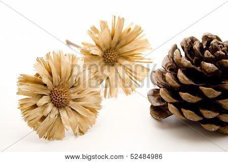 Straw flower
