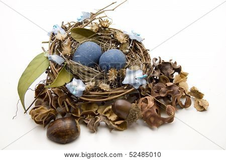 Bird nest with eggs