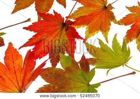 the colorful messenger of autumn. leaves on white background