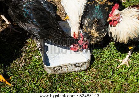 free-range chickens, symbolic photo for organic agriculture and welfare