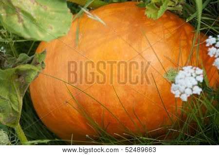 Pumpkin Growing in Switzerland
