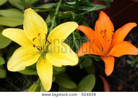 Lillies contrastanti