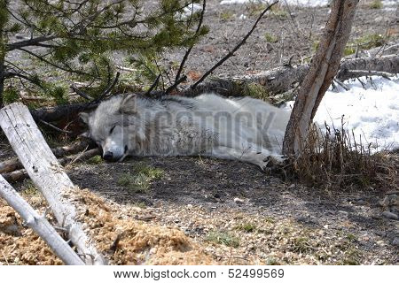 grey wolf in montana