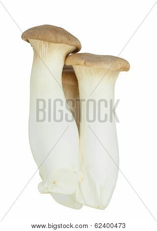 Mushroom Names Eringii