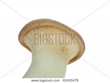 Mushroom Names Eringii