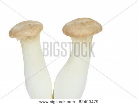Mushroom Names Eringii