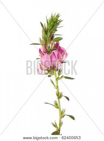 Pink flower isolated on white. ONONIS ARVENSIS L.