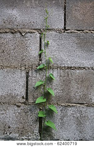 Vine on a Brick Wall Background