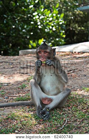 Monkey
