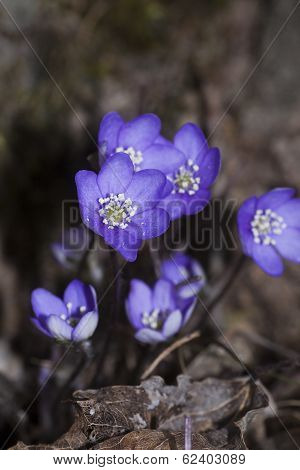 hepatica nobilis
