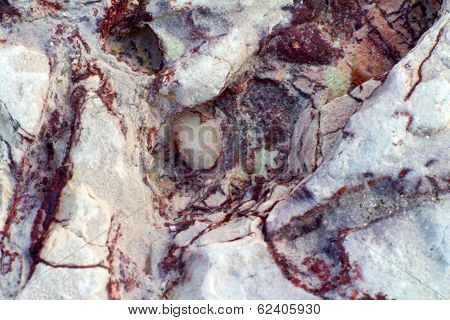 Invertebrate Fossils