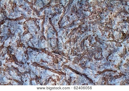 Invertebrate Fossils