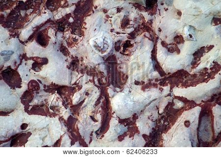 Invertebrate Fossils