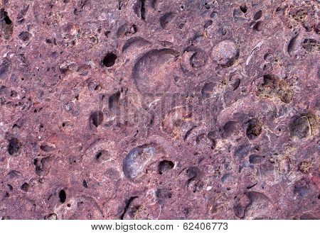 Invertebrate Fossils