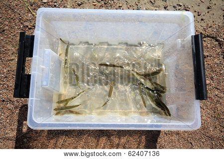 Small Fish