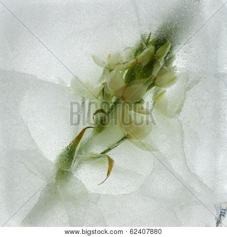 Icy Plants