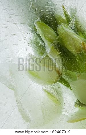 Icy Plants