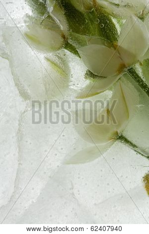 Icy Plants