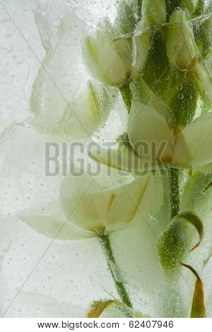 Icy Plants