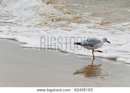 Seagull At Pacific Ocean In Lennox Head In Australia