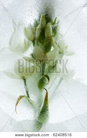 Icy Plants