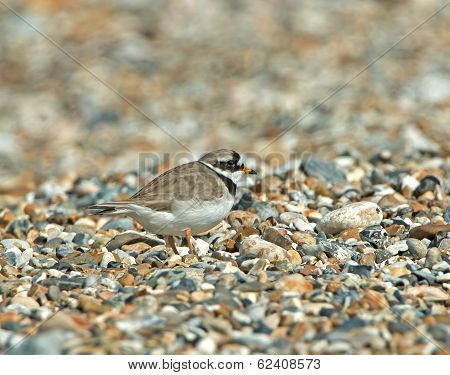 Ringed Plover