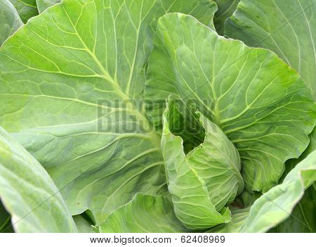 Multicolored Collard
