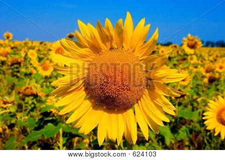 Sunflower