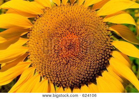 Sunflower